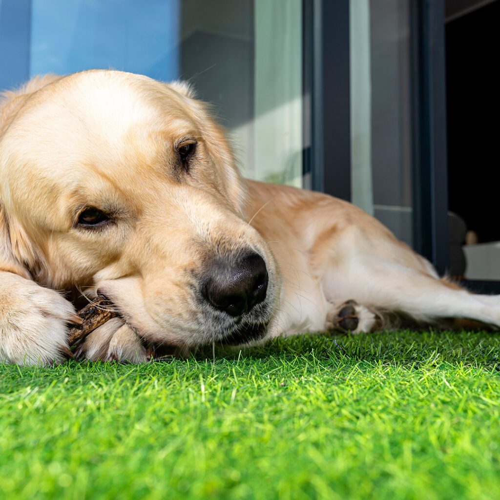 Floorstore Leeds | Artificial grass animal friendly