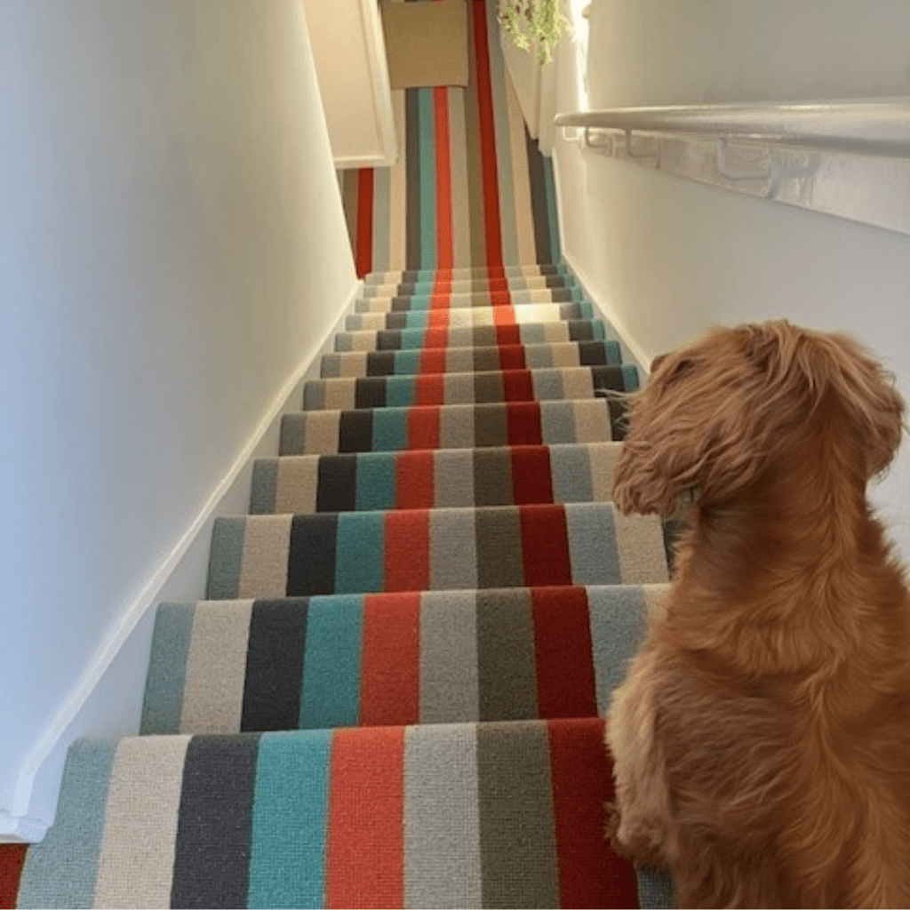 Alternative flooring carpet runner in Minnis with a dog