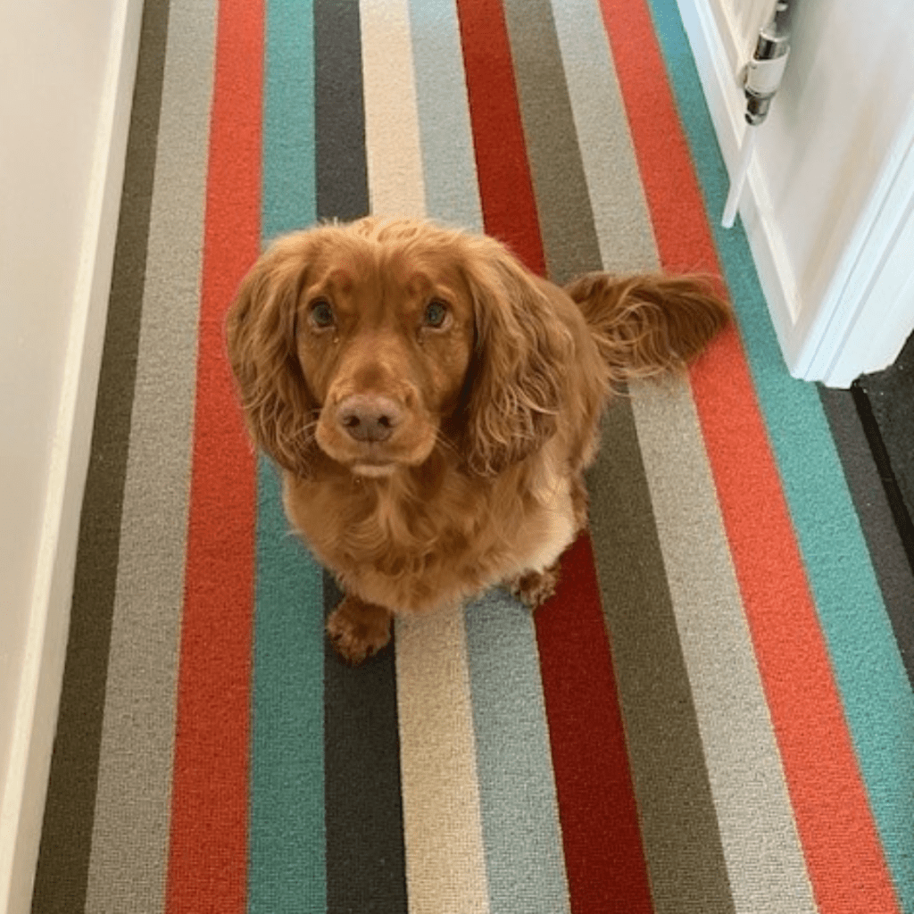Alternative flooring carpet runner in Minnis with a dog