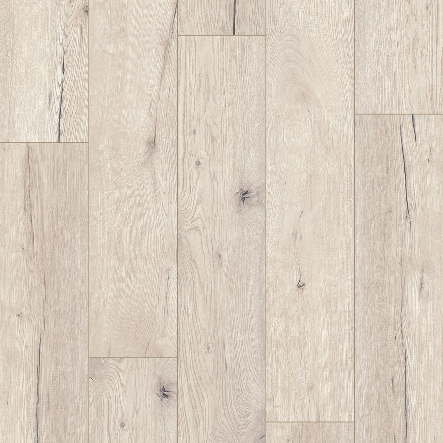 Lorian Oak 53343