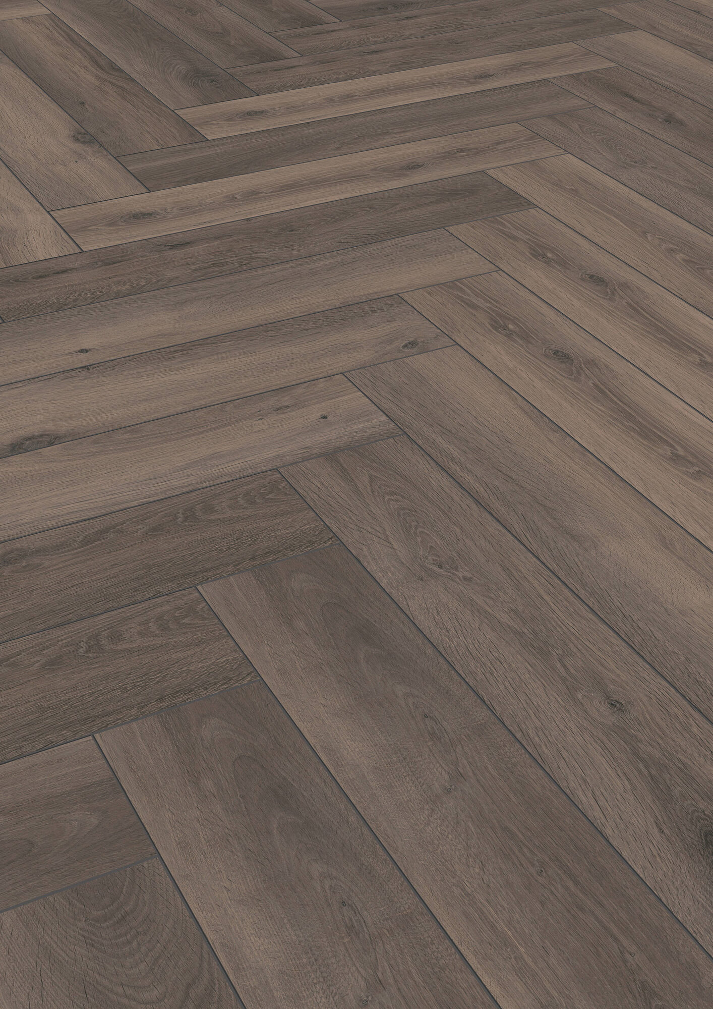 Ferrara Oak