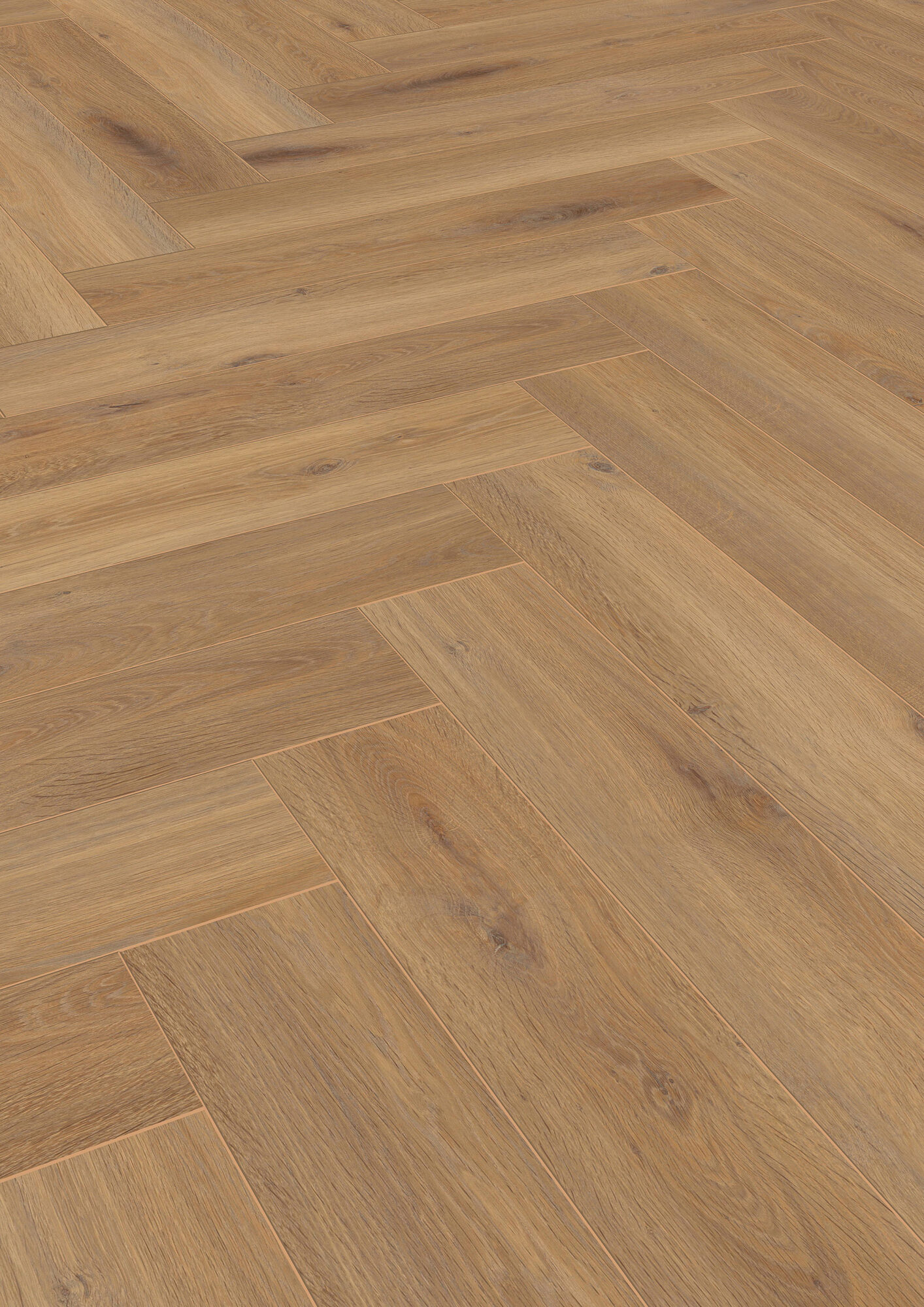 Pisa Oak