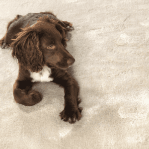 Jacaranda Rugs
