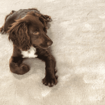 Jacaranda Rugs